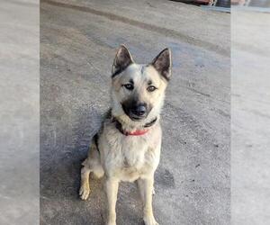 German Shepherd Dog Dogs for adoption in San Antonio, TX, USA