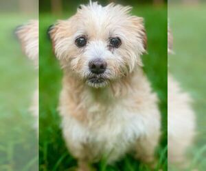 Shih Tzu-Unknown Mix Dogs for adoption in Pacolet, SC, USA
