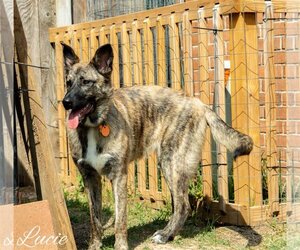 Mutt Dogs for adoption in Montgomery, TX, USA