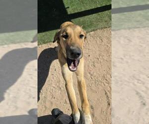 Shepradors Dogs for adoption in HESPERIA, CA, USA