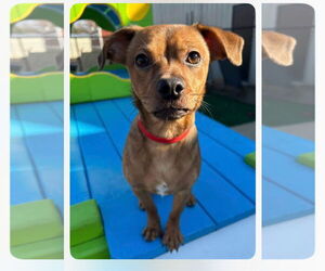 Chihuahua Dogs for adoption in Harrison, AR, USA
