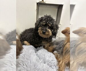 Poodle (Miniature) Dogs for adoption in Studio City, CA, USA