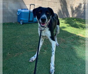 Border Collie-Unknown Mix Dogs for adoption in Lakewood, CO, USA