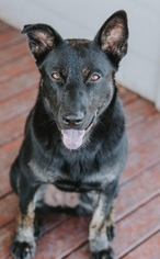 Medium Photo #1 German Shepherd Dog-Unknown Mix Puppy For Sale in Royse City, TX, USA