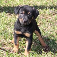 Medium Photo #1 Mutt Puppy For Sale in Helotes, TX, USA
