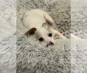 Chihuahua Dogs for adoption in Wheaton, IL, USA