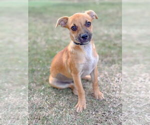 Pug-Unknown Mix Dogs for adoption in PIPE CREEK, TX, USA