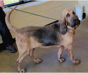 Bloodhound Dogs for adoption in Boonton, NJ, USA