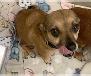 Chihuahua Dogs for adoption in Pampa, TX, USA