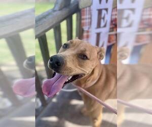 Carolina Dog Dogs for adoption in Louisville, KY, USA