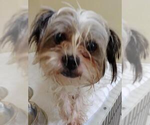 Shih Tzu-Unknown Mix Dogs for adoption in Zanesville, OH, USA