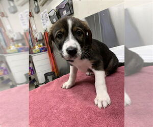 Labsky Dogs for adoption in Fairbanks, AK, USA