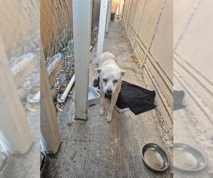 Mutt Dogs for adoption in San Antonio, TX, USA