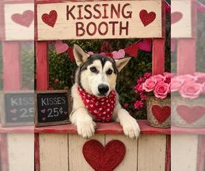 Siberian Husky Dogs for adoption in Globe, AZ, USA
