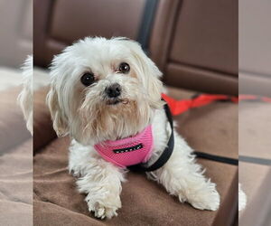 Maltese Dogs for adoption in Lebanon, PA, USA