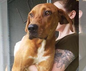 Medium Photo #1 Redbone Coonhound Puppy For Sale in Galax, VA, USA
