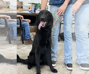 Mutt Dogs for adoption in Minneapolis, MN, USA