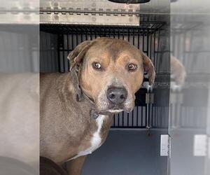 Mutt Dogs for adoption in Houston, TX, USA