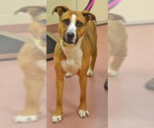 Boxador Dogs for adoption in Ogden, UT, USA