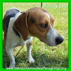 Medium Photo #1 Beagle Puppy For Sale in Denison, TX, USA