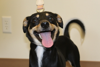 Mutt Dogs for adoption in Brunswick, GA, USA