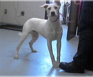 Labrador Retriever-Unknown Mix Dogs for adoption in Fayetteville, NC, USA