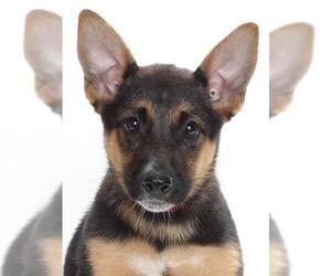 German Shepherd Dog Dogs for adoption in Burbank, CA, USA