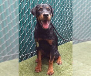 Rottweiler-Unknown Mix Dogs for adoption in Downey, CA, USA