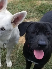 Small Labrador Retriever