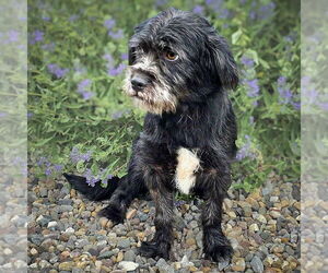 Mutt Dogs for adoption in Albuquerque, NM, USA