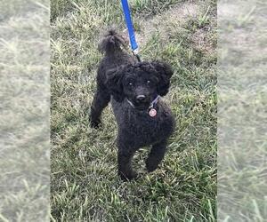 Poodle (Miniature) Dogs for adoption in Lincoln, NE, USA