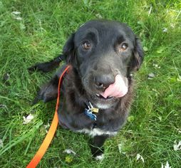 Labrador Retriever Dogs for adoption in Plainfield, IL, USA
