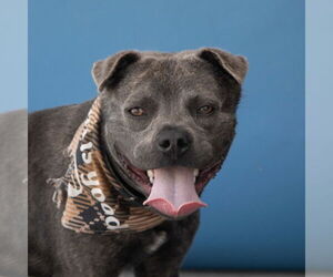 American Staffordshire Terrier-Unknown Mix Dogs for adoption in Pasadena, CA, USA
