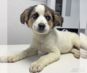 Mutt Dogs for adoption in Washington, DC, USA