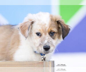 Australian Shepherd-Unknown Mix Dogs for adoption in Sandy, UT, USA