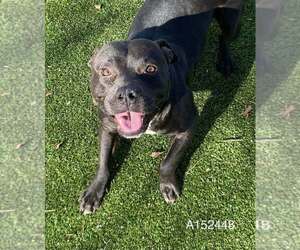 American Pit Bull Terrier-Unknown Mix Dogs for adoption in Calgary, Alberta, Canada