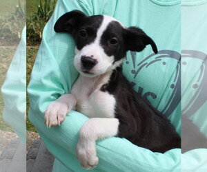 Catahoula Leopard Dog-Labrador Retriever Mix Dogs for adoption in Prattville, AL, USA