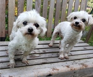 Maltese Dogs for adoption in Anchorage, AK, USA