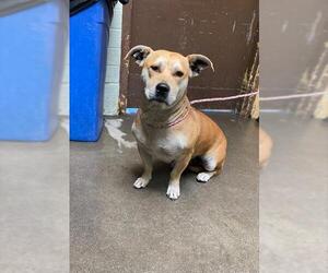 Shiba Inu-Unknown Mix Dogs for adoption in Stockton, CA, USA