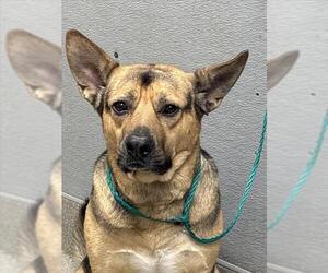 German Shepherd Dog-Unknown Mix Dogs for adoption in Las Vegas, NV, USA