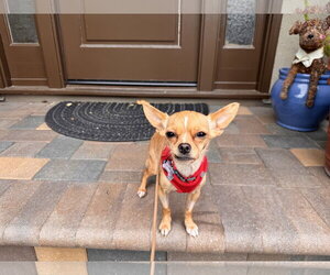 Chihuahua Dogs for adoption in Santa Clara, CA, USA