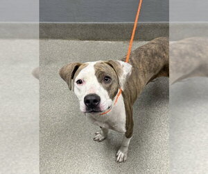 Mutt Dogs for adoption in Las Vegas, NV, USA