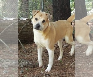 Boxador Dogs for adoption in Social Circle, GA, USA