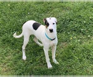Jack Russell Terrier Dogs for adoption in Salisbury, NC, USA