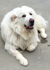 Great Pyrenees Dogs for adoption in Shaftsbury, VT, USA