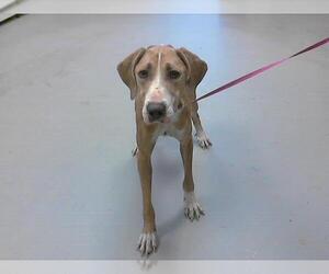 Treeing Walker Coonhound Dogs for adoption in Fayetteville, NC, USA
