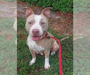 American Staffordshire Terrier Dogs for adoption in Fort Lauderdale, FL, USA