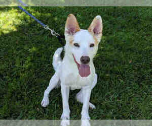 Shepradors Dogs for adoption in San Clemente, CA, USA