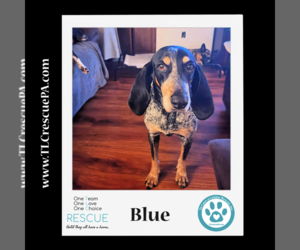 Bluetick Coonhound Dogs for adoption in Kimberton, PA, USA