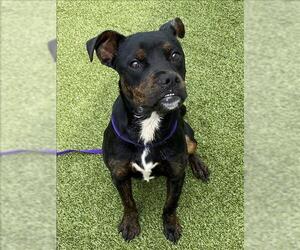 Shepradors Dogs for adoption in Fayetteville, NC, USA
